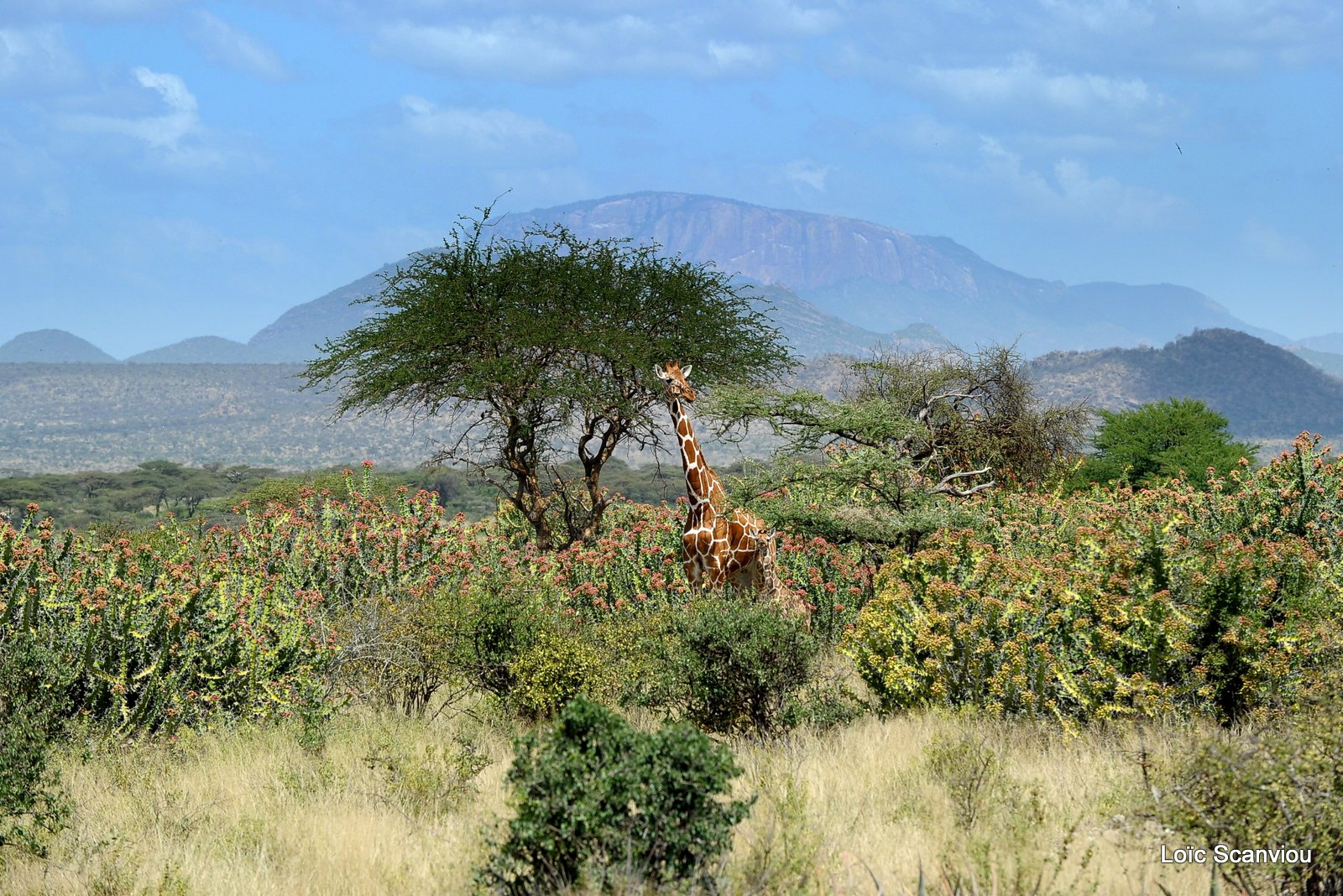 Girafe réticulée/Reticulated Giraffe (4)