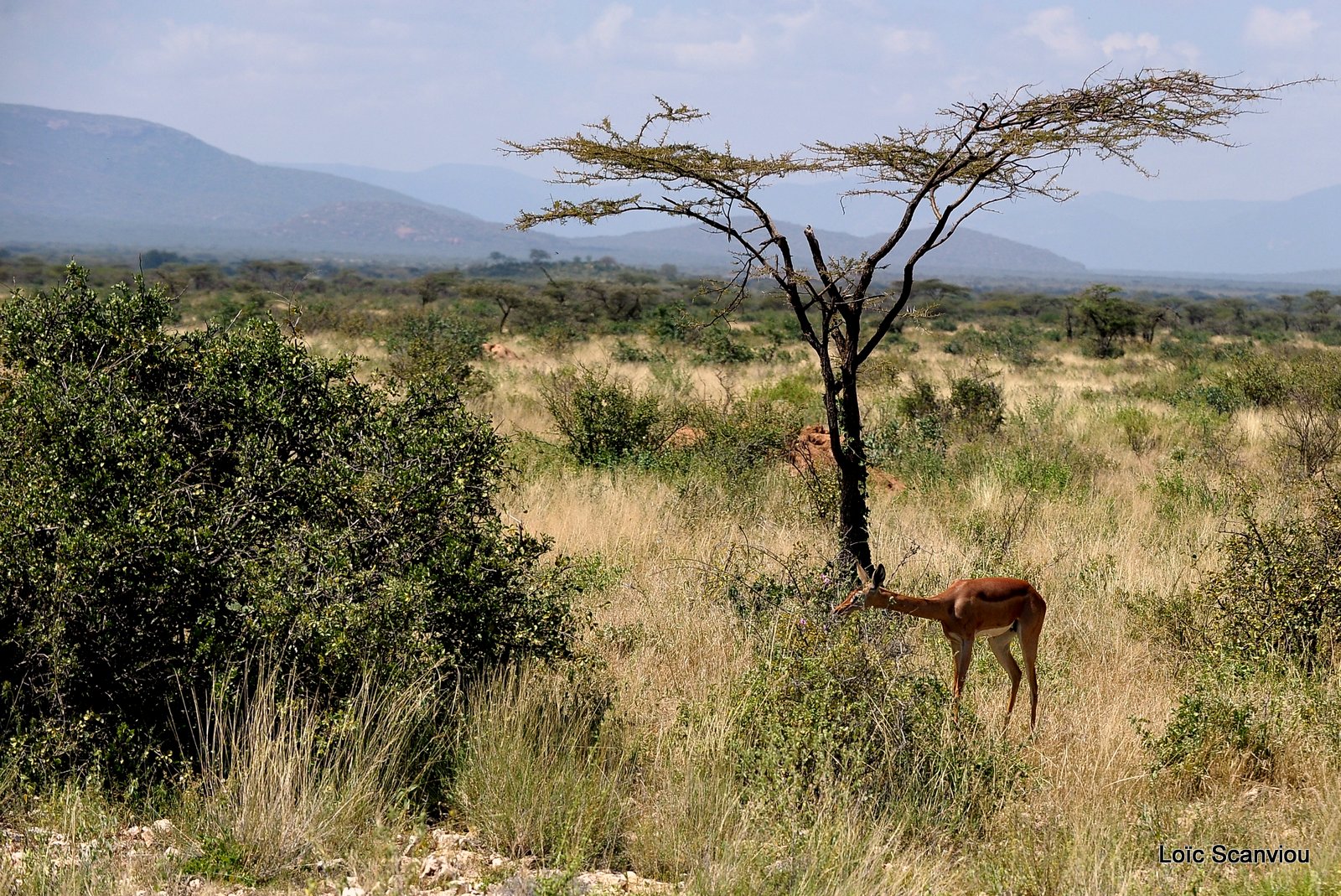 Samburu (3)