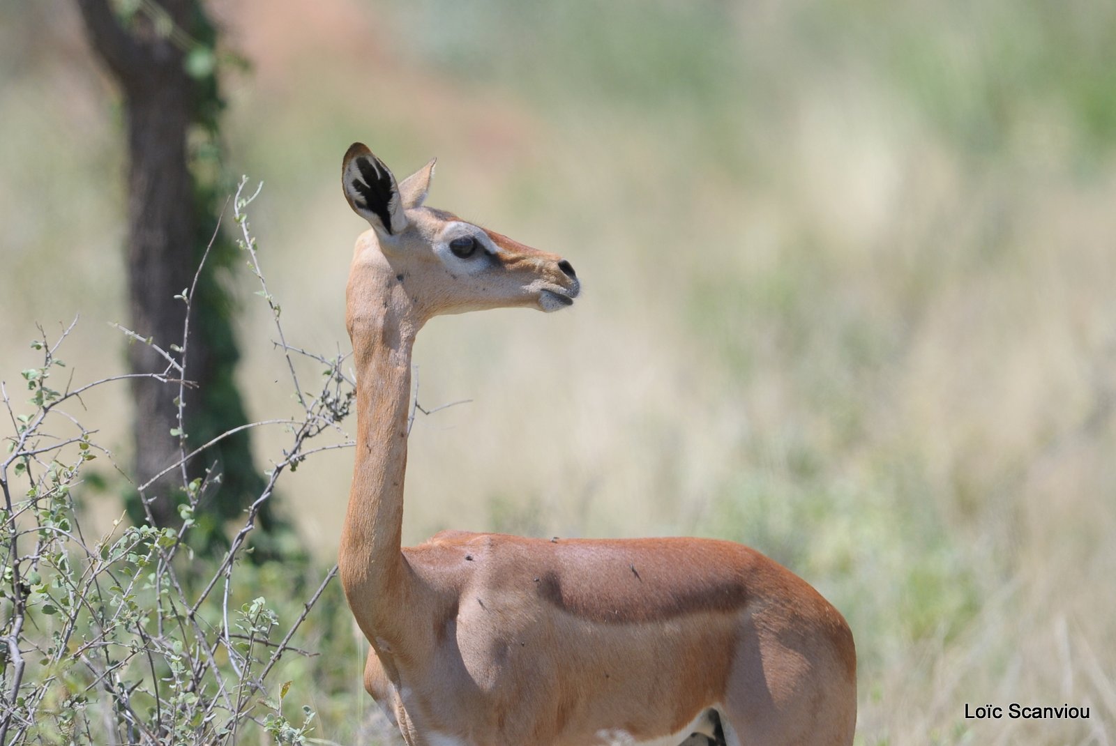 Gazelle de Waller/Gerenuk (1)