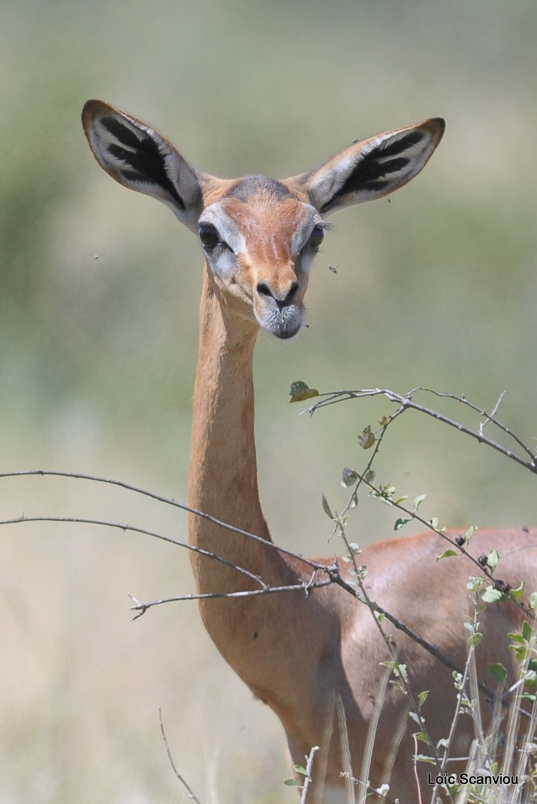 Gazelle de Waller/Gerenuk (2)