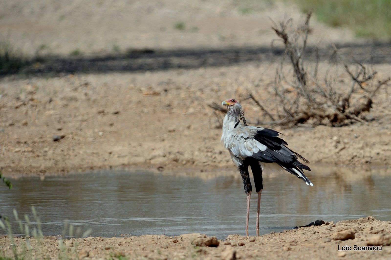 Messager solitaire/Secretary Bird (1)