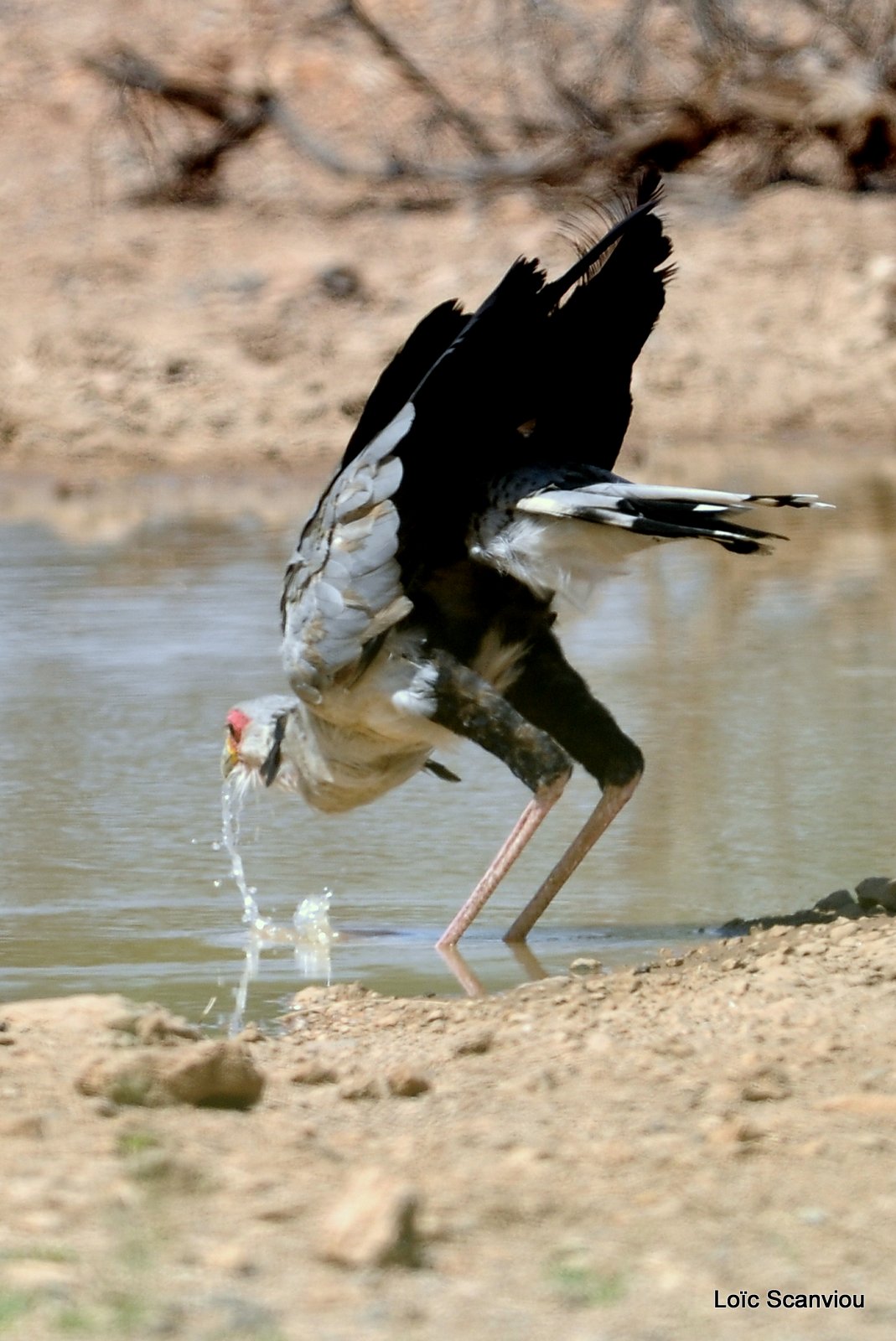 Messager solitaire/Secretary Bird (2)