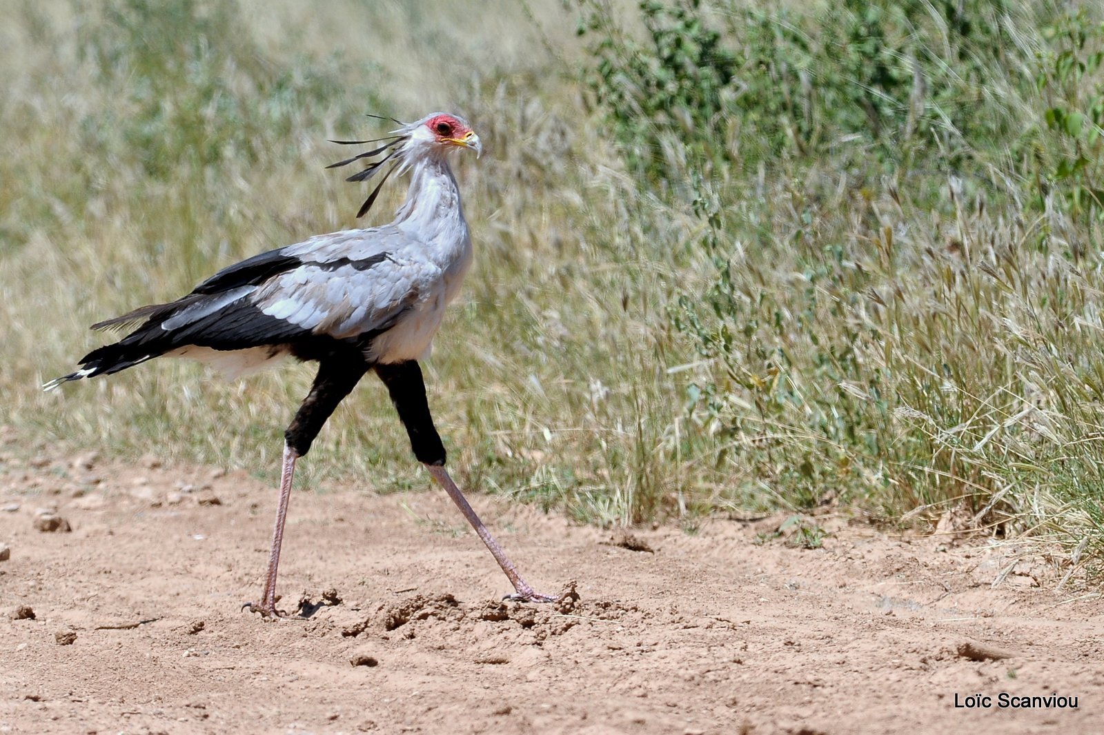 Messager solitaire/Secretary Bird (3)