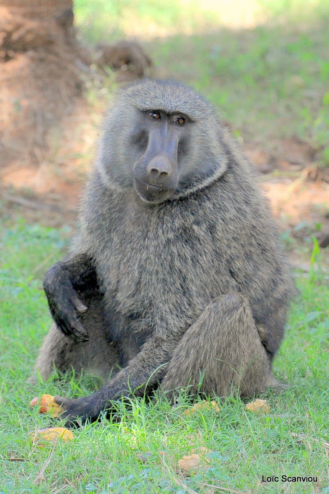 Babouin/Baboon (1)