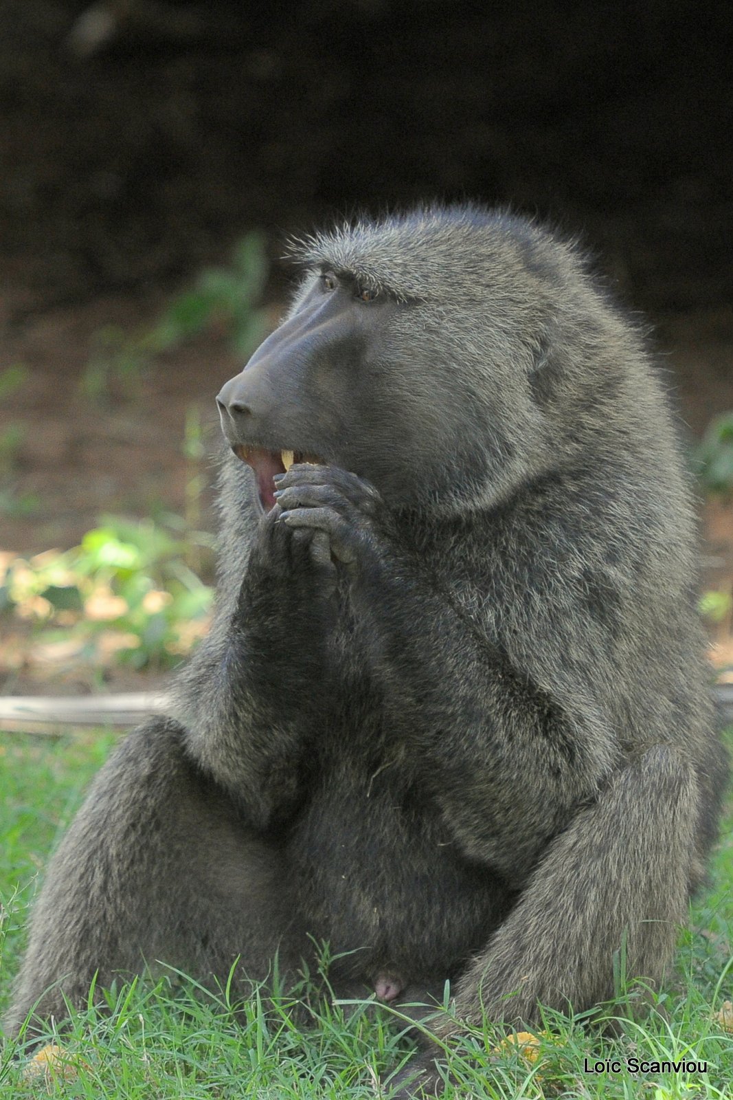 Babouin/Baboon (2)