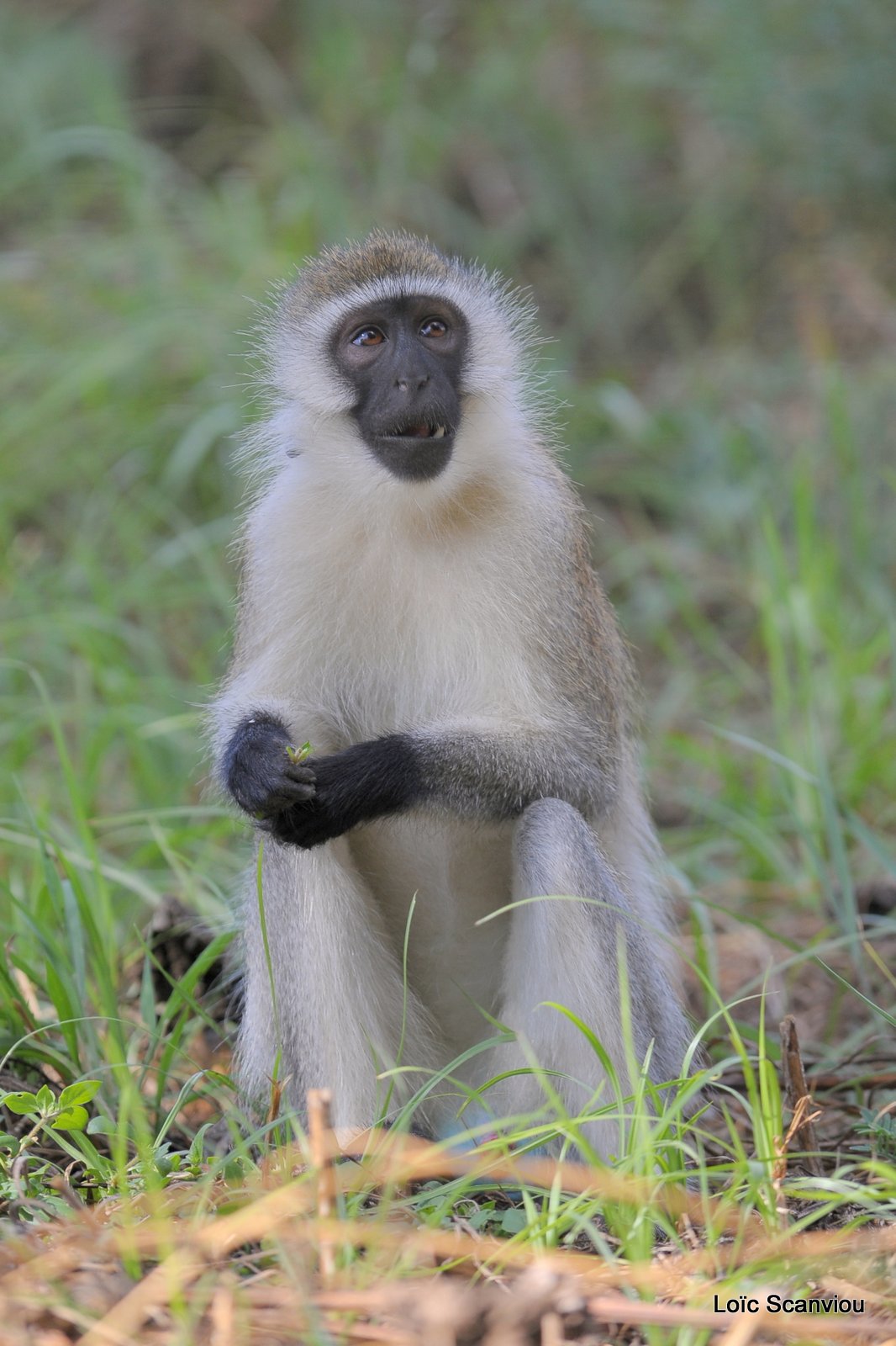 Vervet/Vervet Monkey (1)