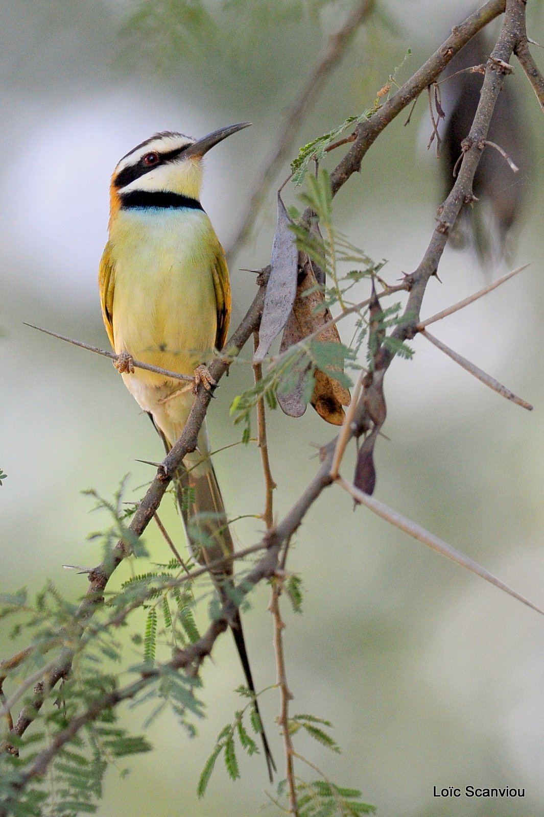 Guêpier à gorge blanche/White-throated Bee-Eater (1)