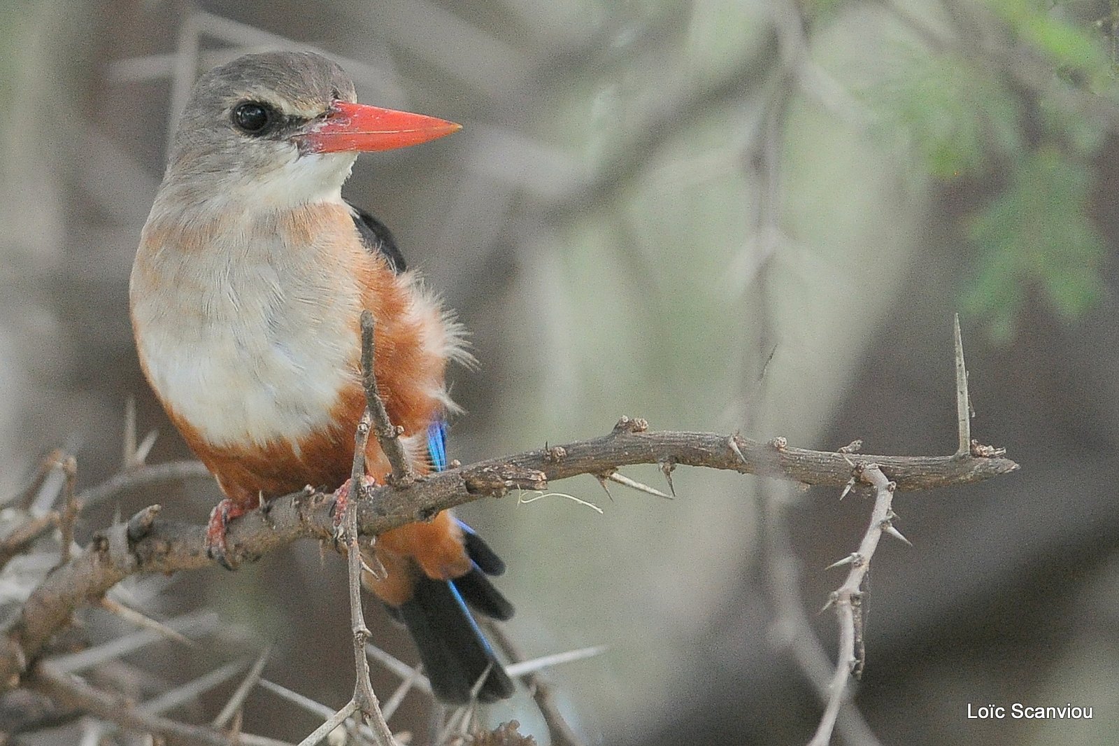 Martin-chasseur à tête grise/Grey-headed Kingfisher (1)