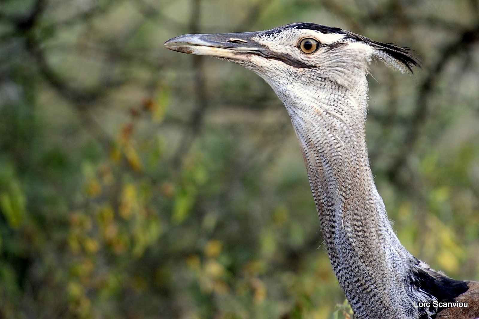 Outarde Kori/Kori Bustard (1)