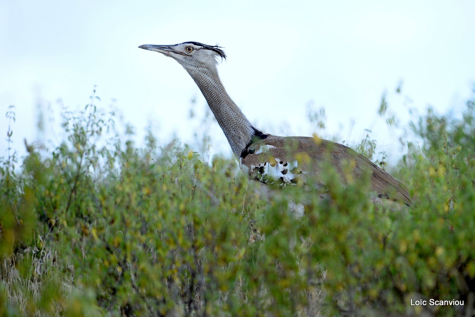 Outarde Kori/Kori Bustard (2)