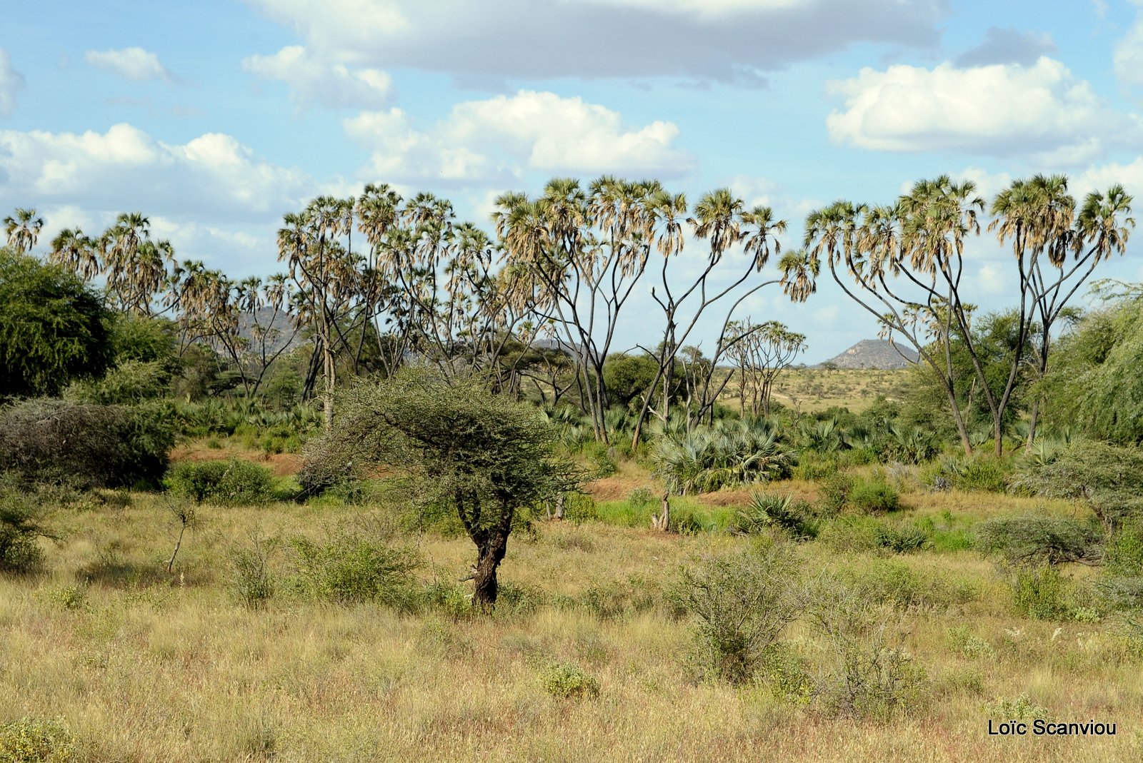 Samburu (7)