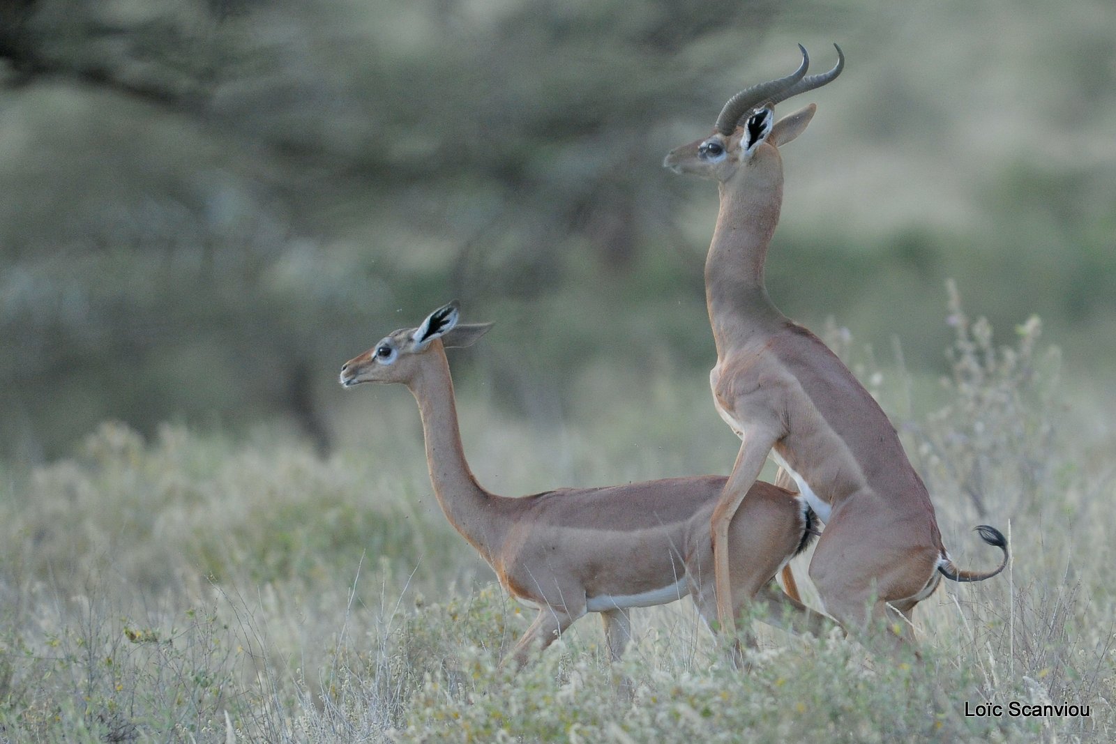 Gazelle de Waller/Gerenuk (3)