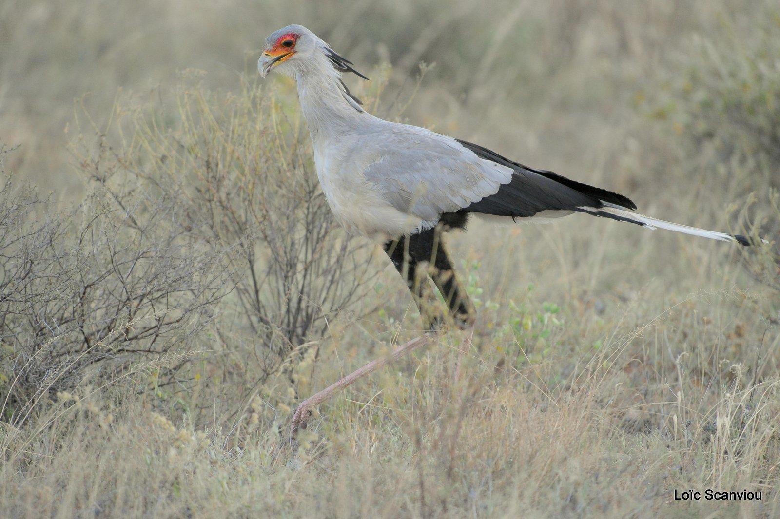 Messager solitaire/Secretary Bird (4)