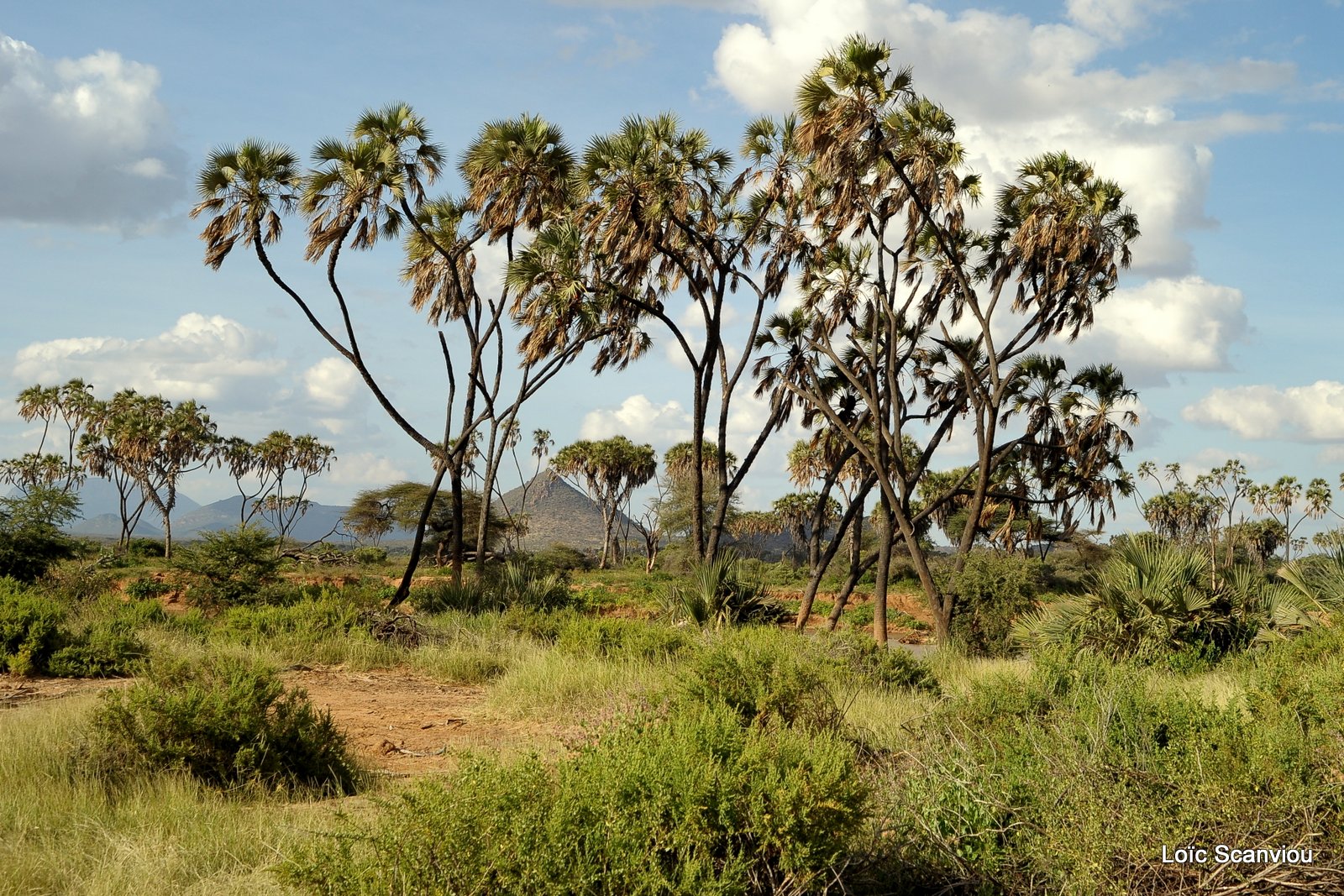 Samburu (10)