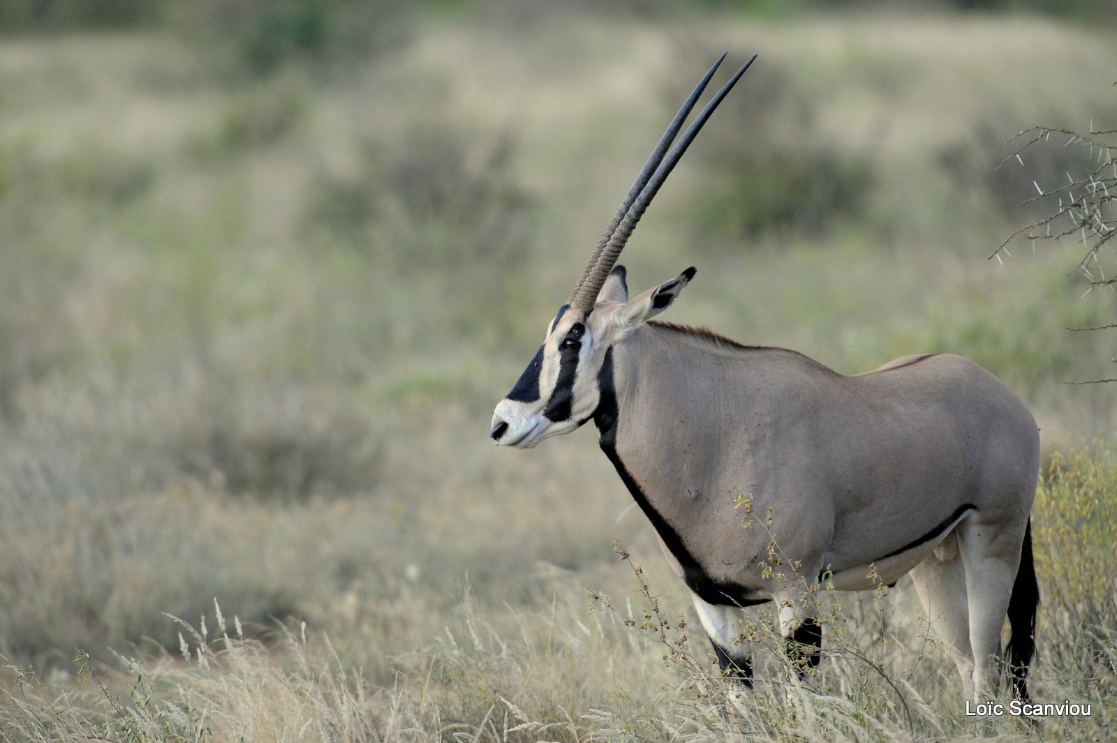 Oryx beïsa/Beisa Oryx (1)