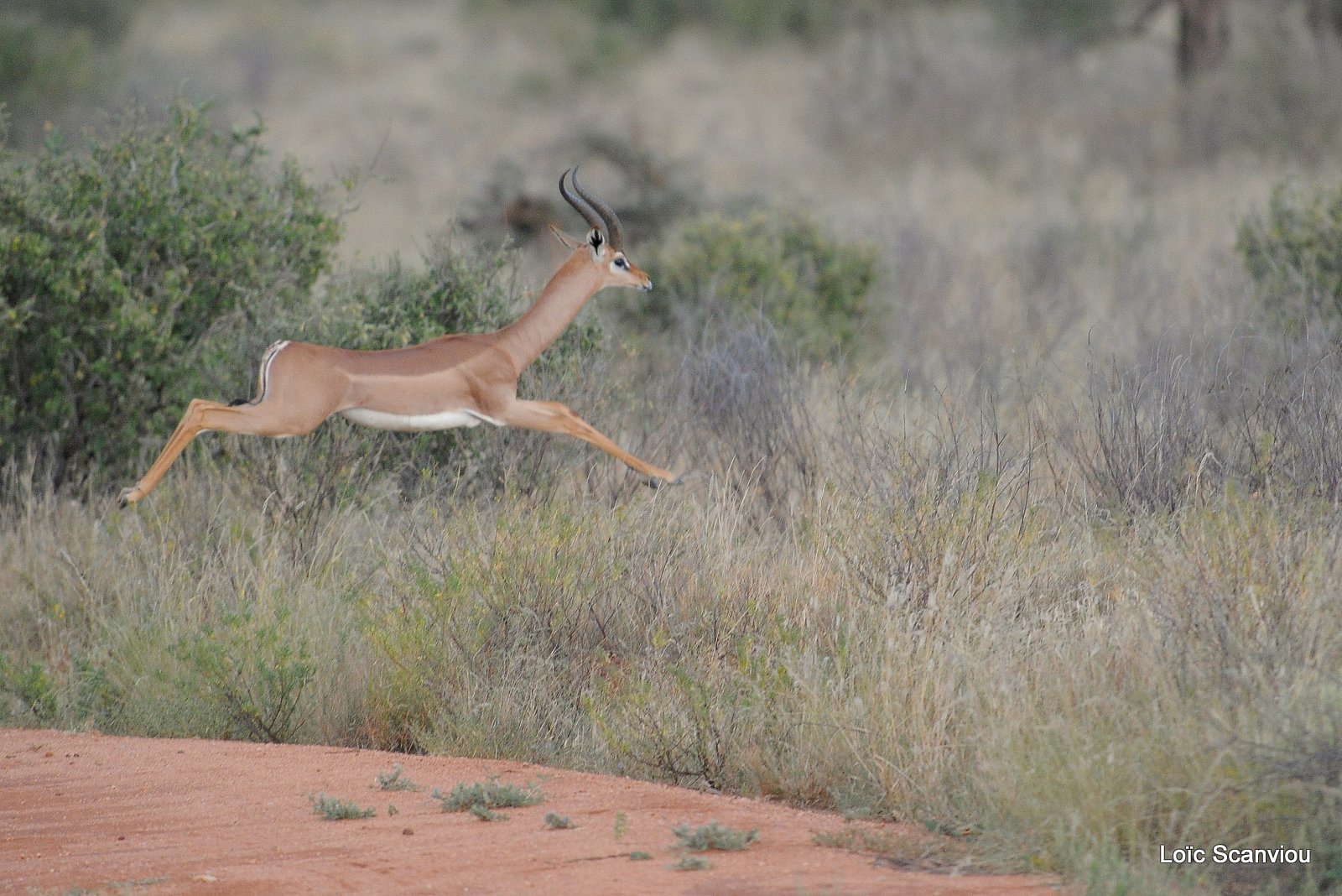 Gazelle de Waller/Gerenuk (4)