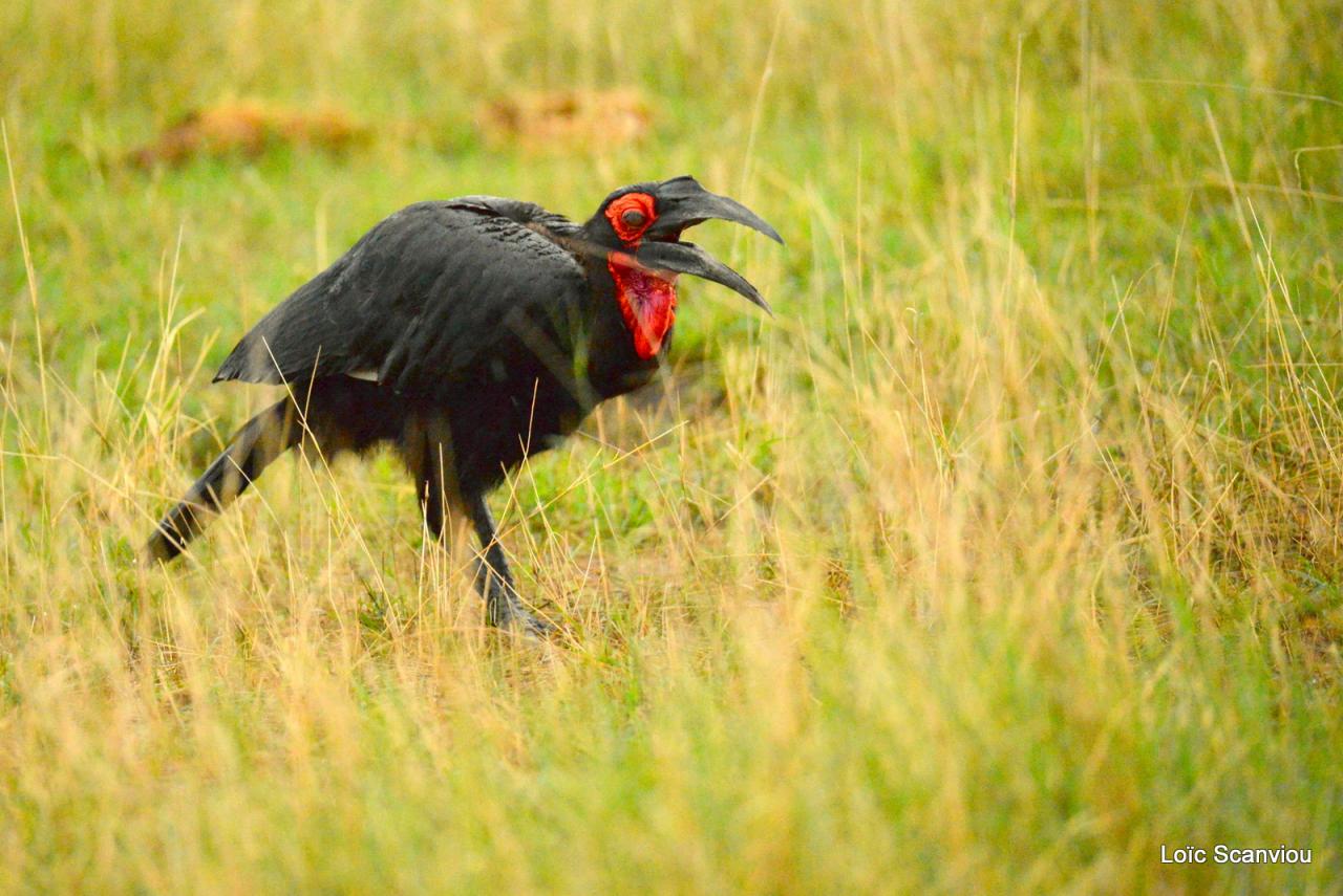 Bucorve/Ground Hornbill (1)