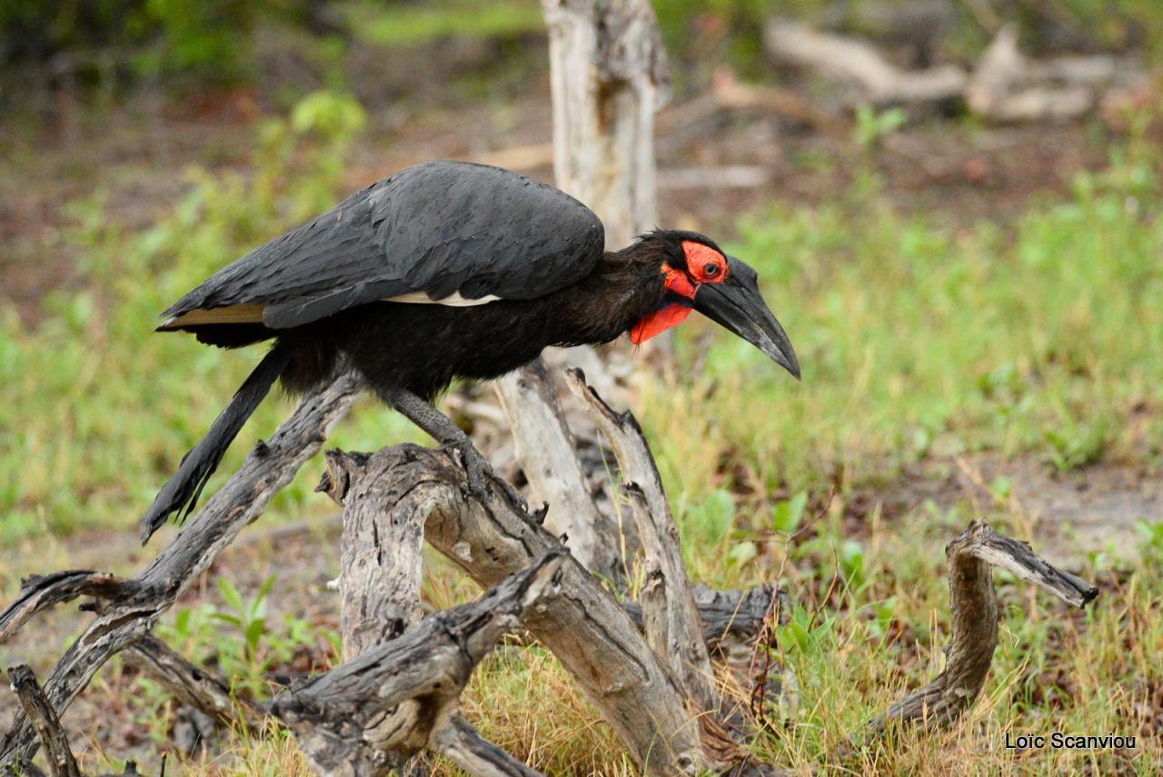 Bucorve/Ground Hornbill (2)