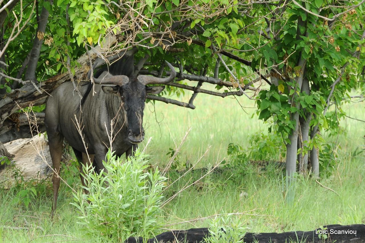 Gnou/Wildebeest (2)