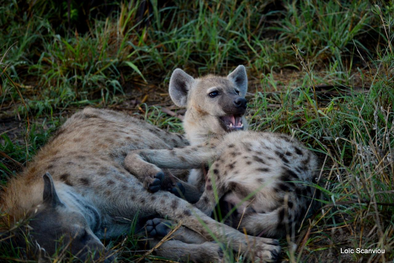 Hyène tachetée/Spotted Hyena (1)