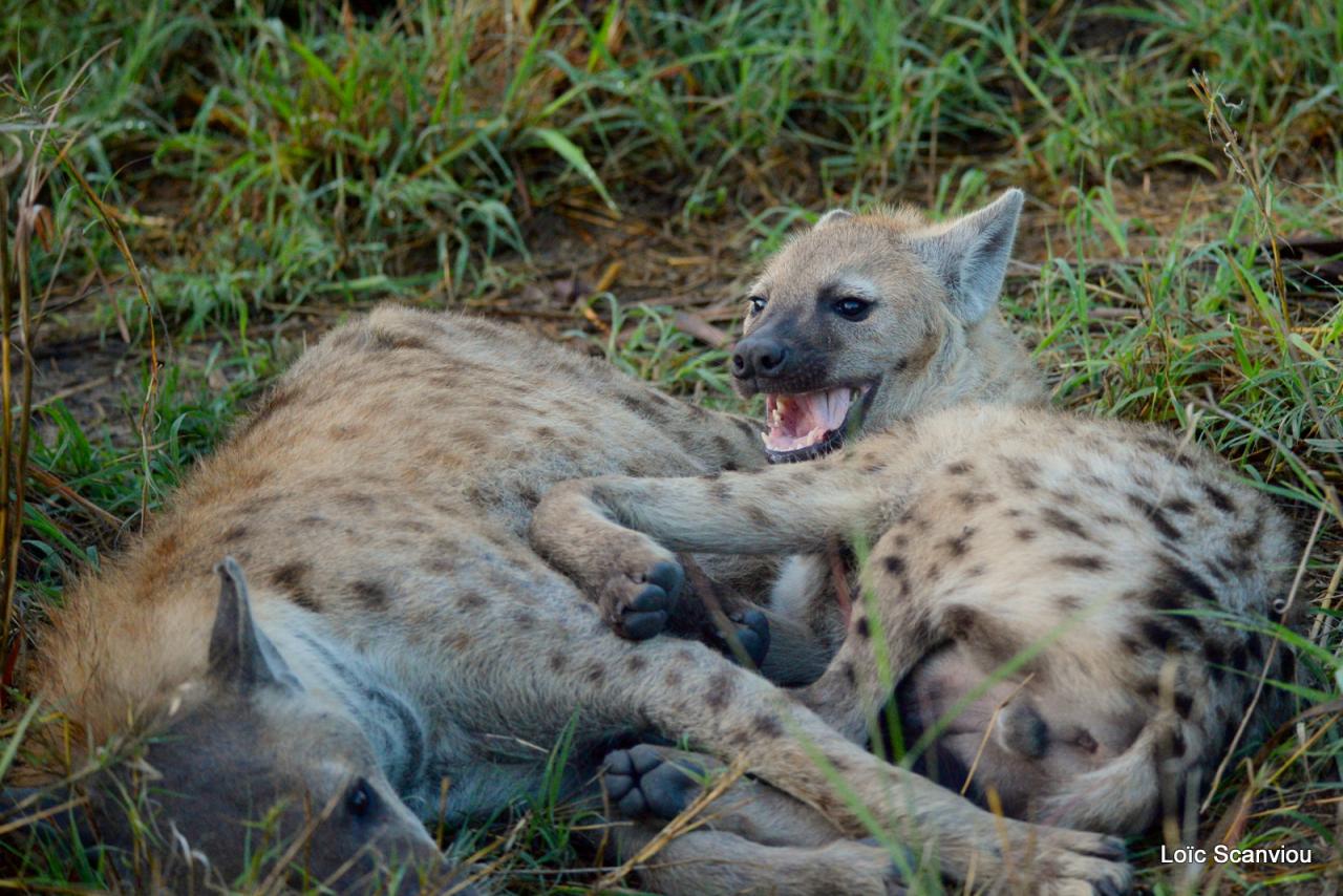 Hyène tachetée/Spotted Hyena (2)