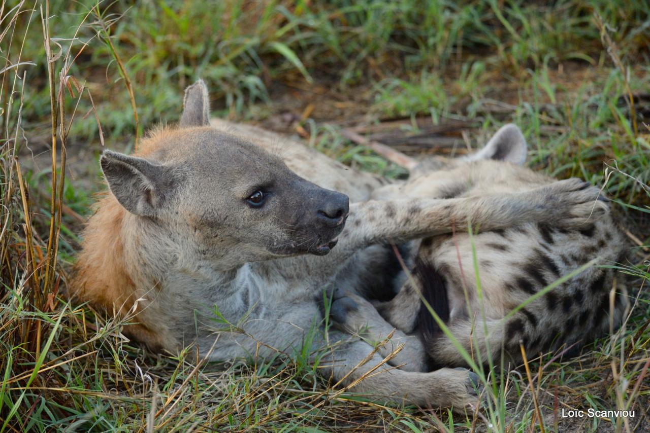 Hyène tachetée/Spotted Hyena (3)