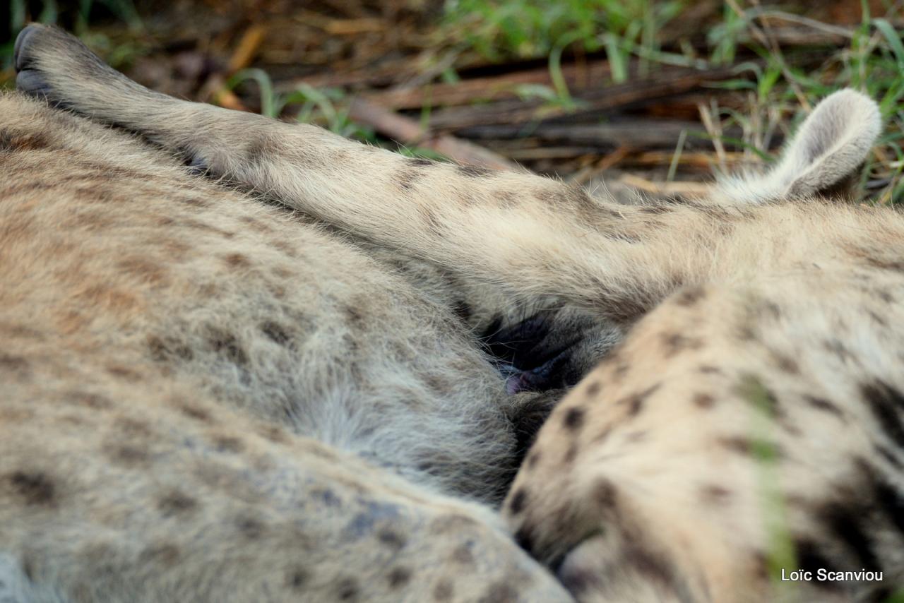 Hyène tachetée/Spotted Hyena (4)