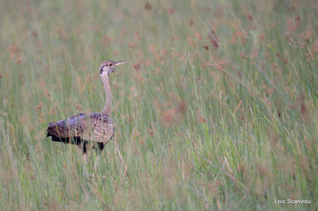 Outarde à ventre noir/Black-bellied Bustard (1)