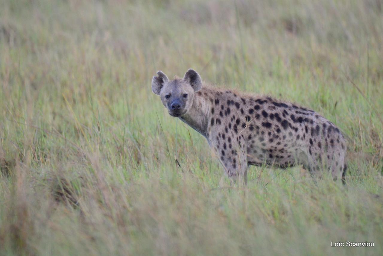 Hyène tachetée/Spotted Hyena (5)