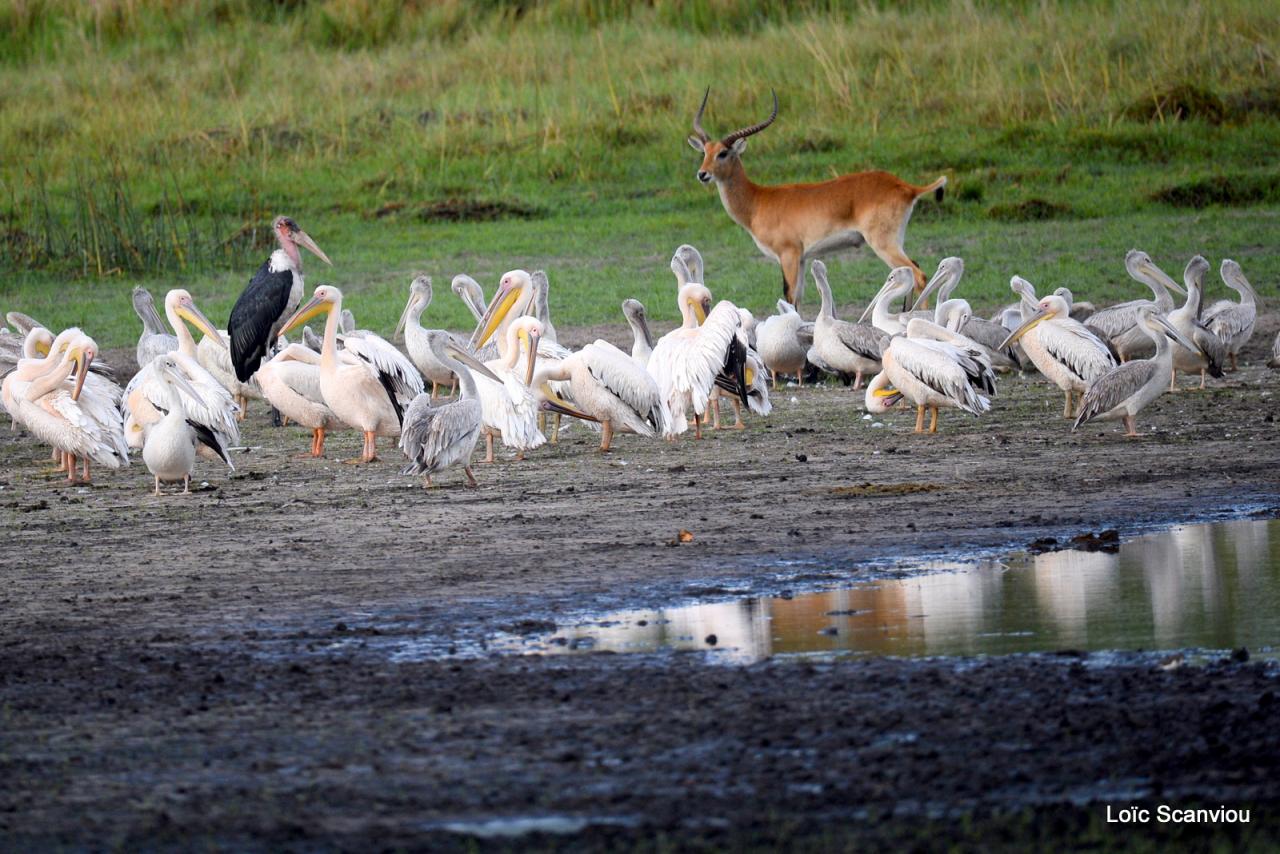 Pélicans, marabout et cobe lechwe (1)