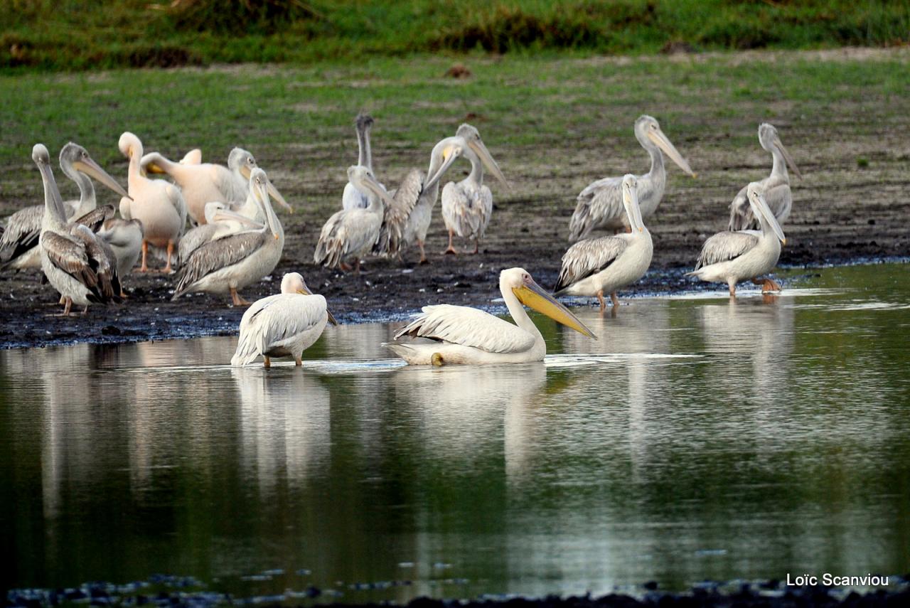 Pélican blanc/Great White Pelican (1)