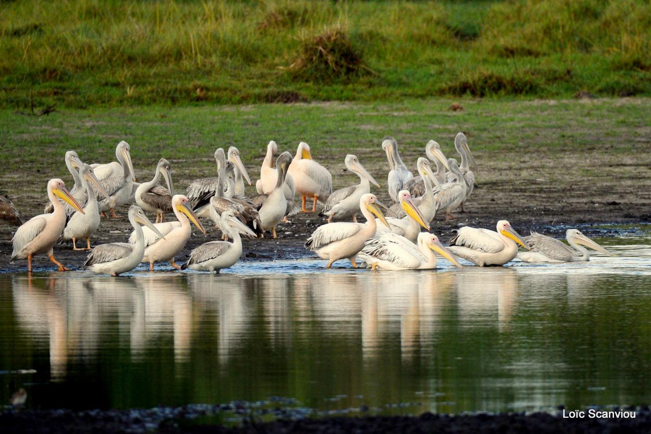 Pélican blanc/Great White Pelican (2)