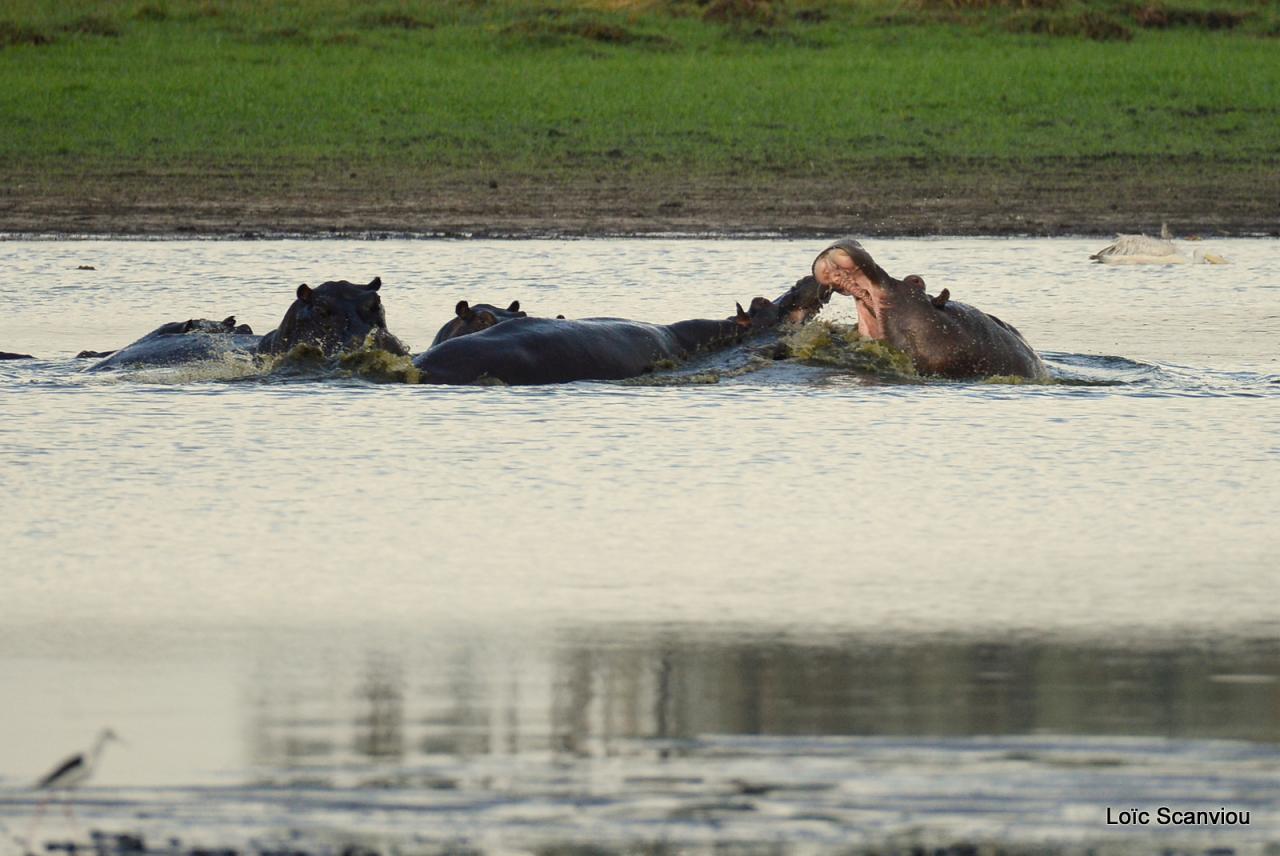 Hippopotame/Hippopotamus (1)