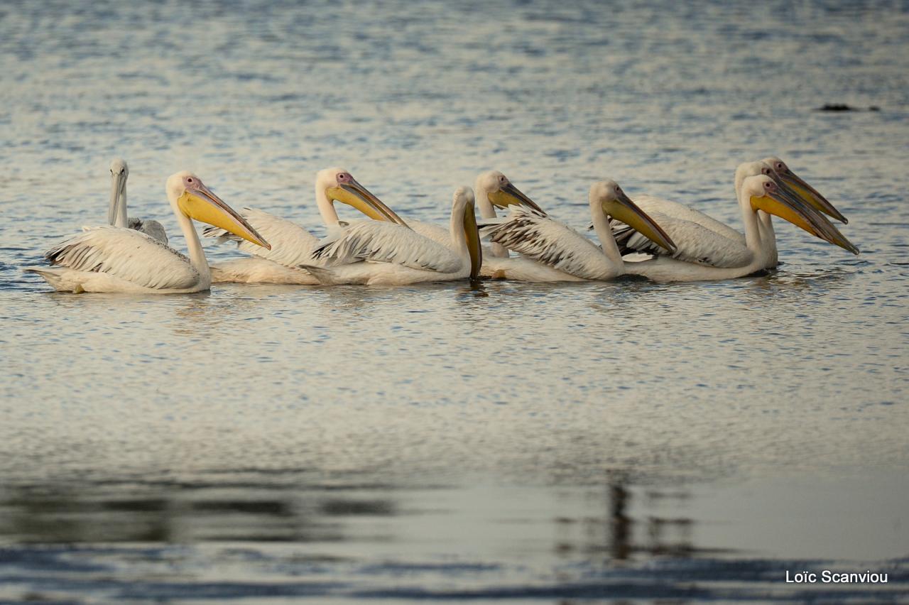 Pélican blanc/Great White Pelican (3)