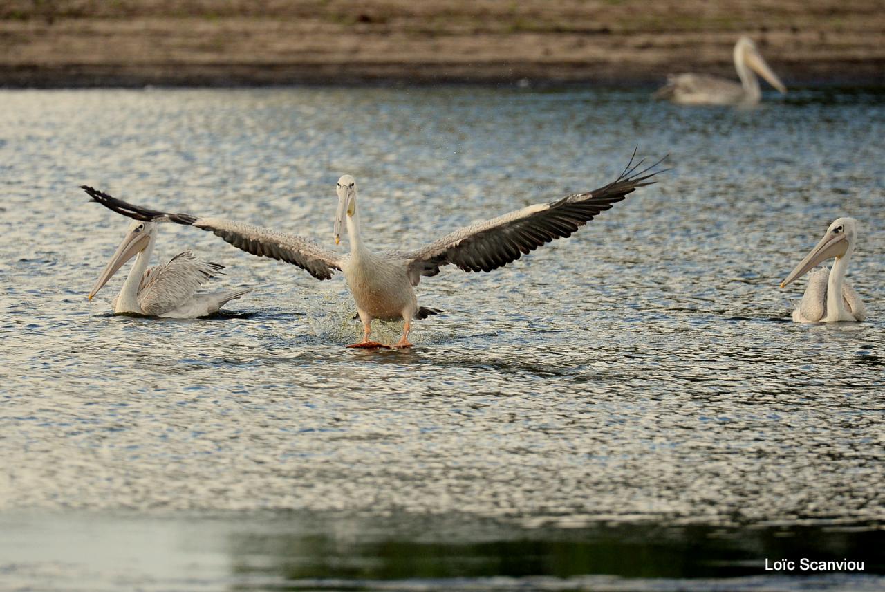 Pélican blanc/Great White Pelican (4)