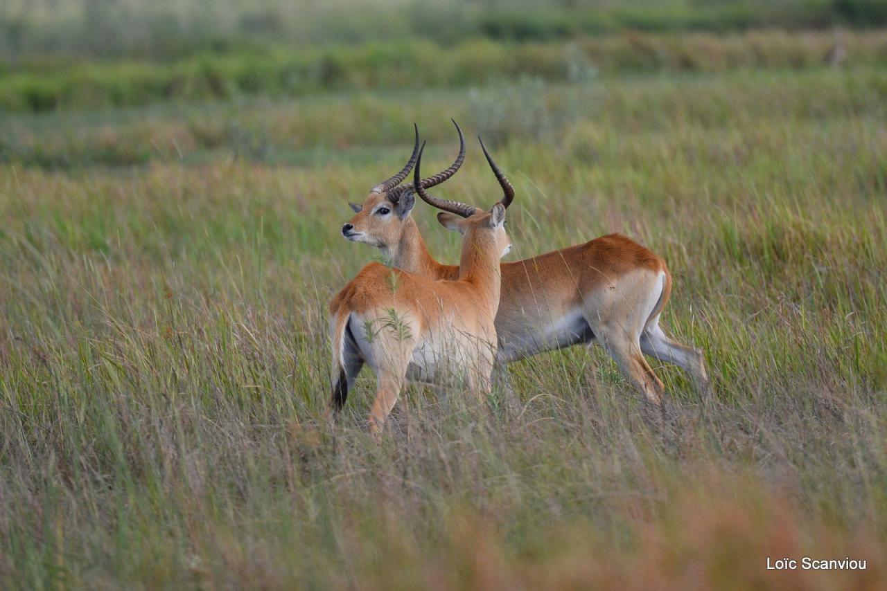 Cobe Lechwe/Red Lechwe (1)