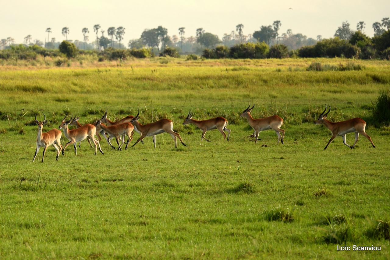 Cobe Lechwe/Red Lechwe (2)