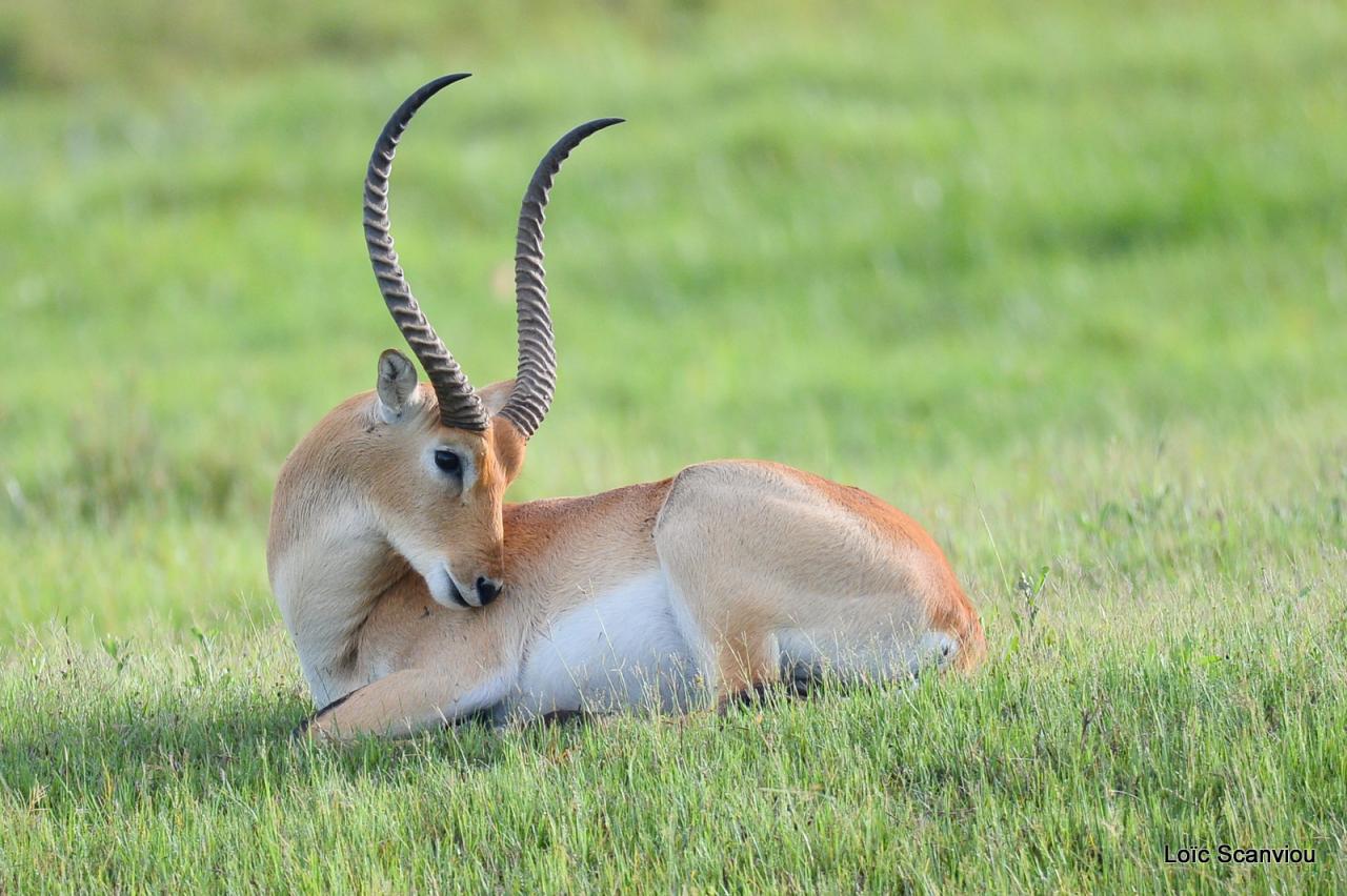 Cobe Lechwe/Red Lechwe (3)