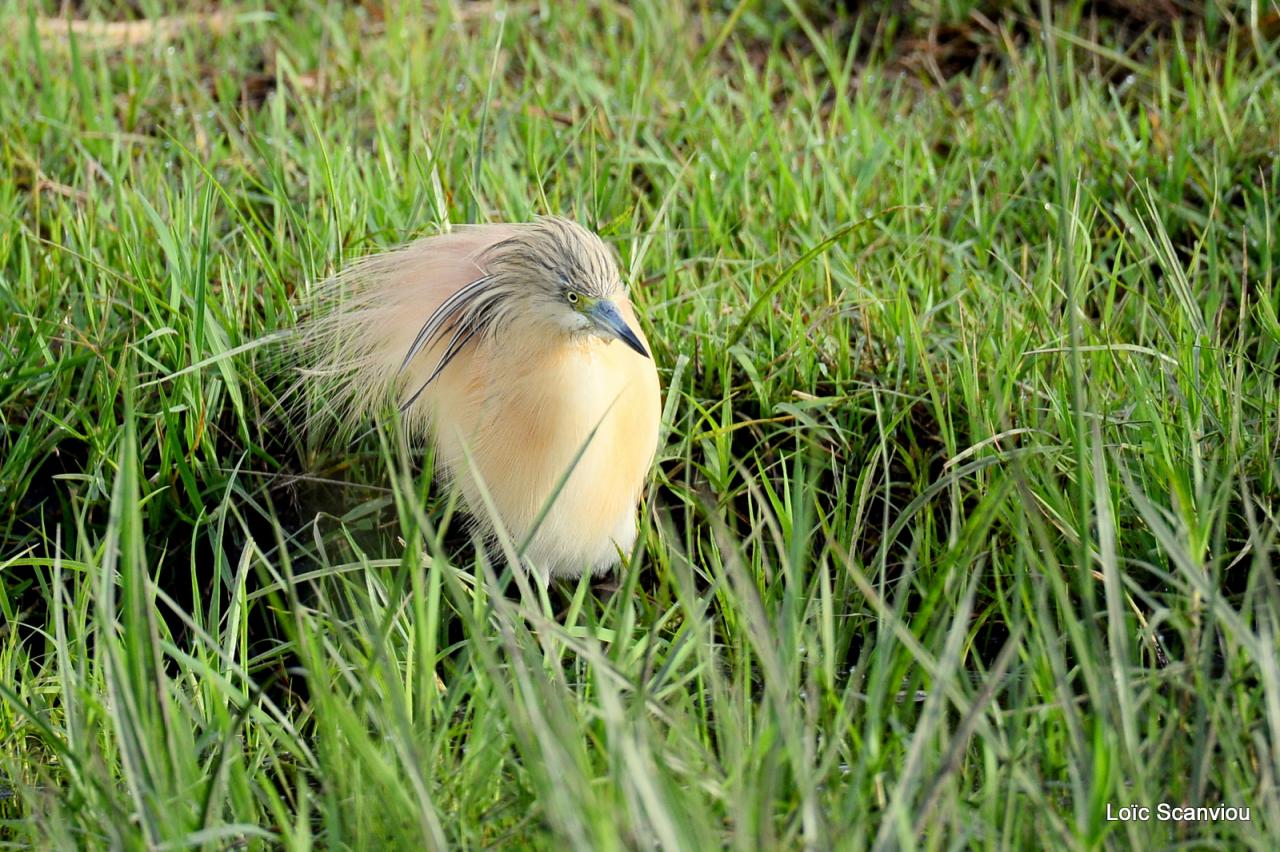 Crabier chevelu/Common Squacco Heron (1)