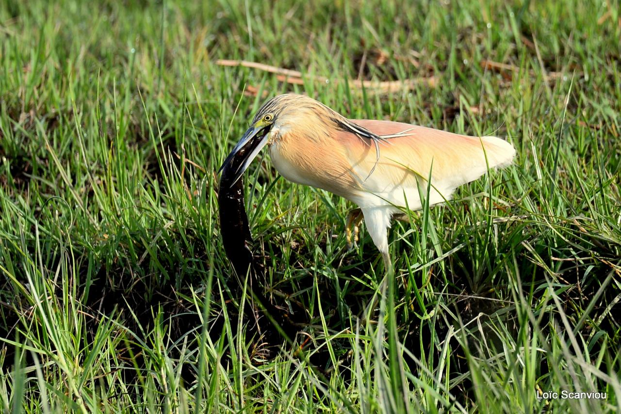 Crabier chevelu/Common Squacco Heron (2)