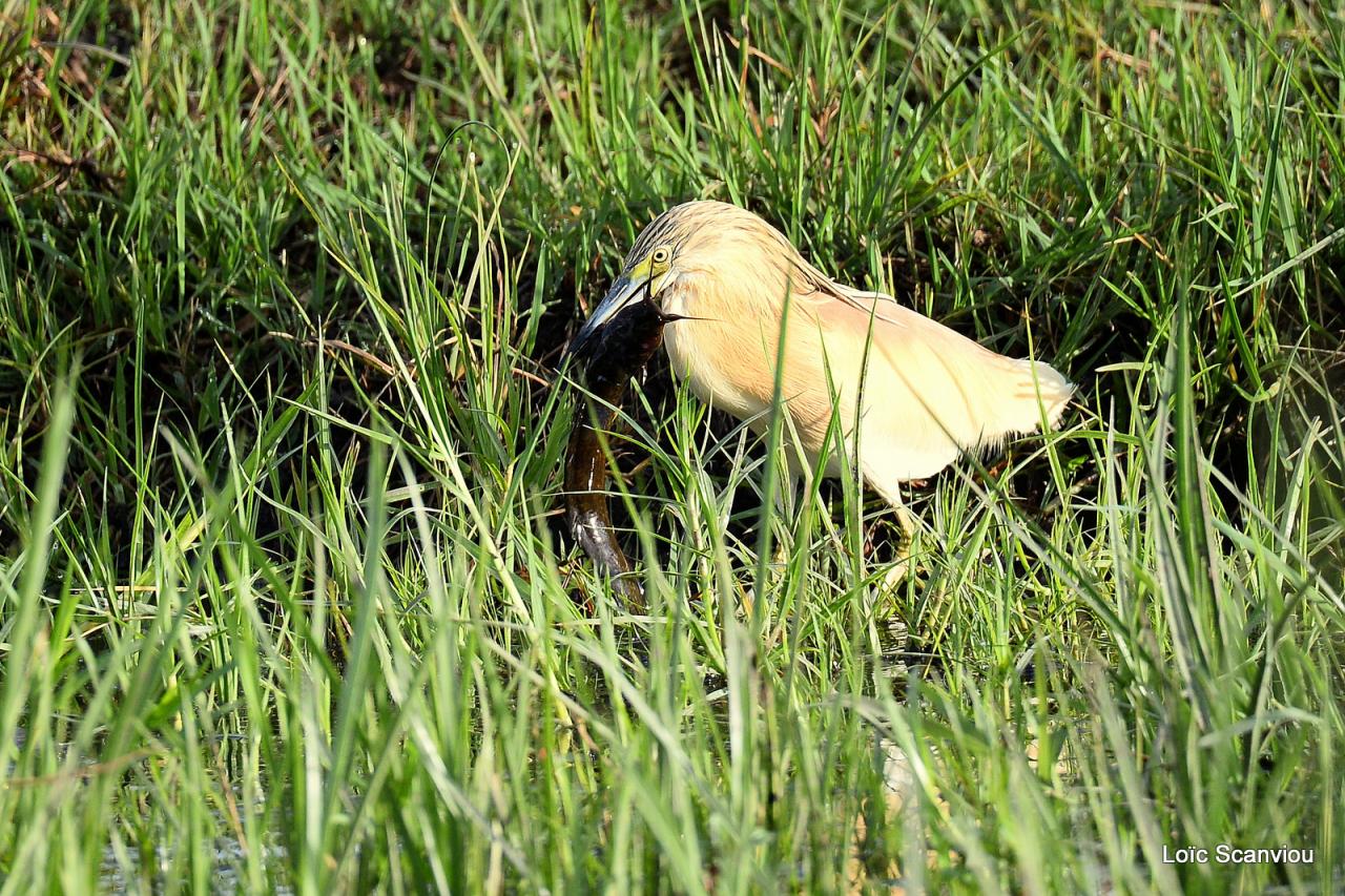 Crabier chevelu/Common Squacco Heron (3)