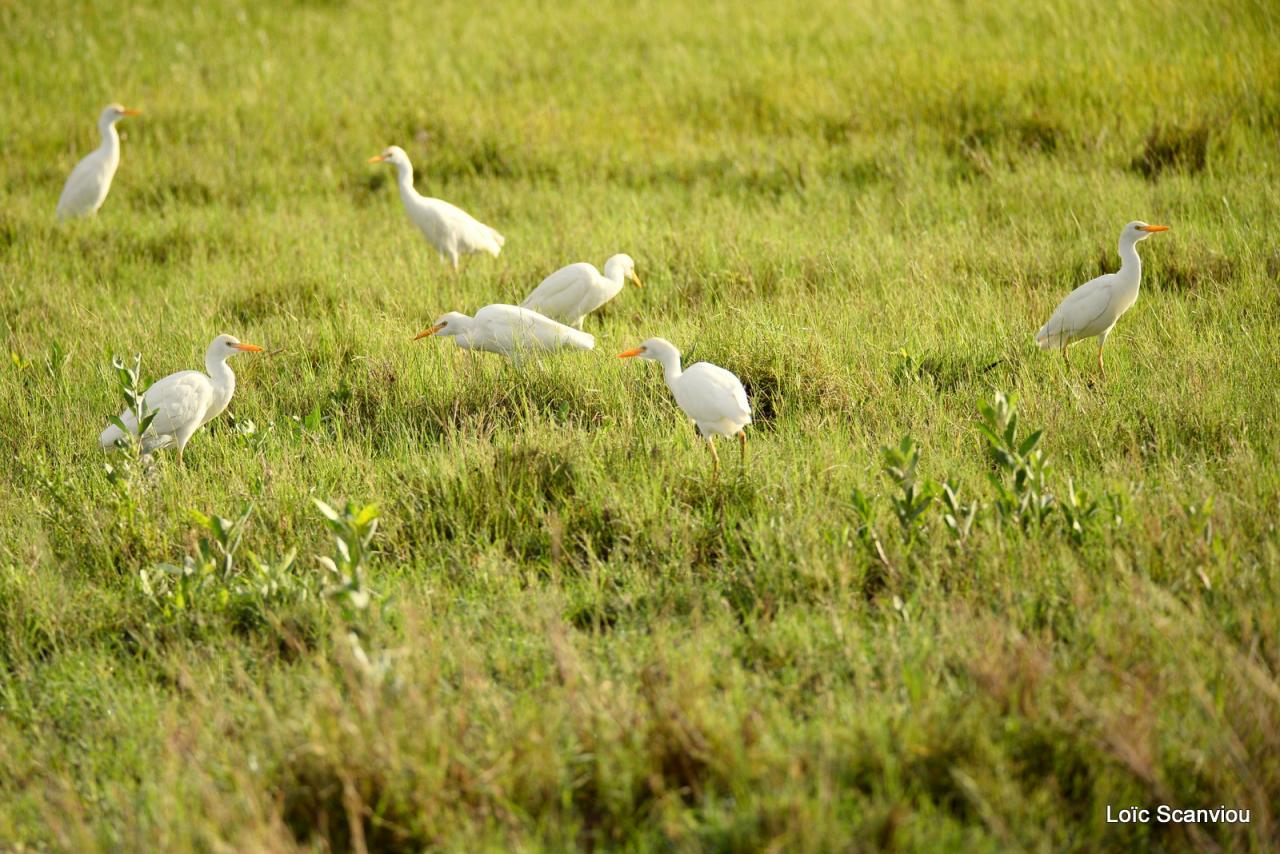 Héron garde-boeufs/Cattle Egret (1)