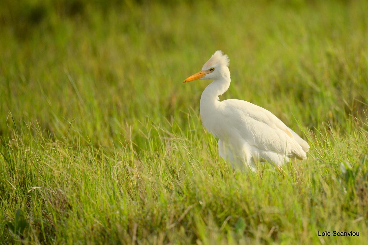 Héron garde-boeufs/Cattle Egret (2)