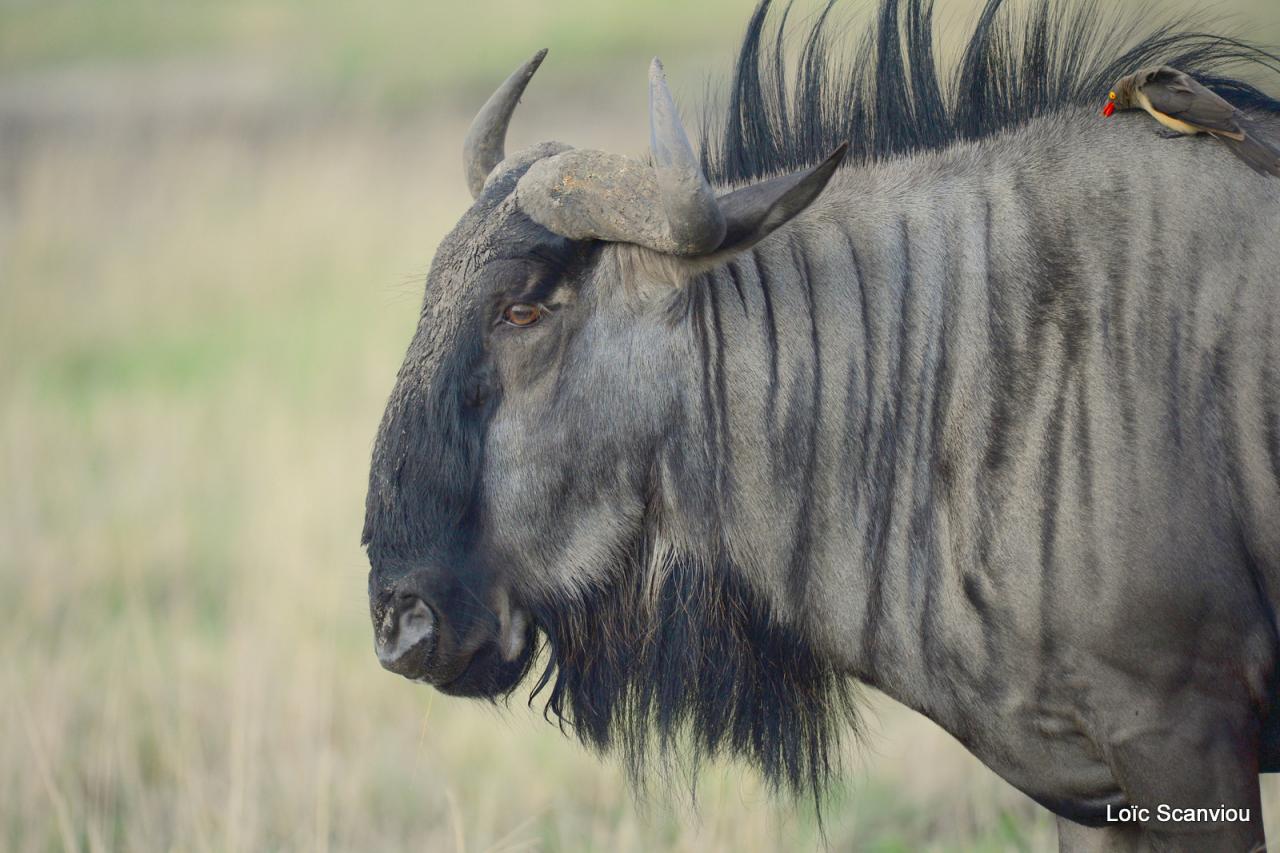 Gnou/Wildebeest (5)