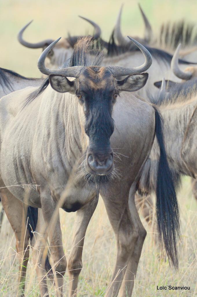 Gnou/Wildebeest (6)