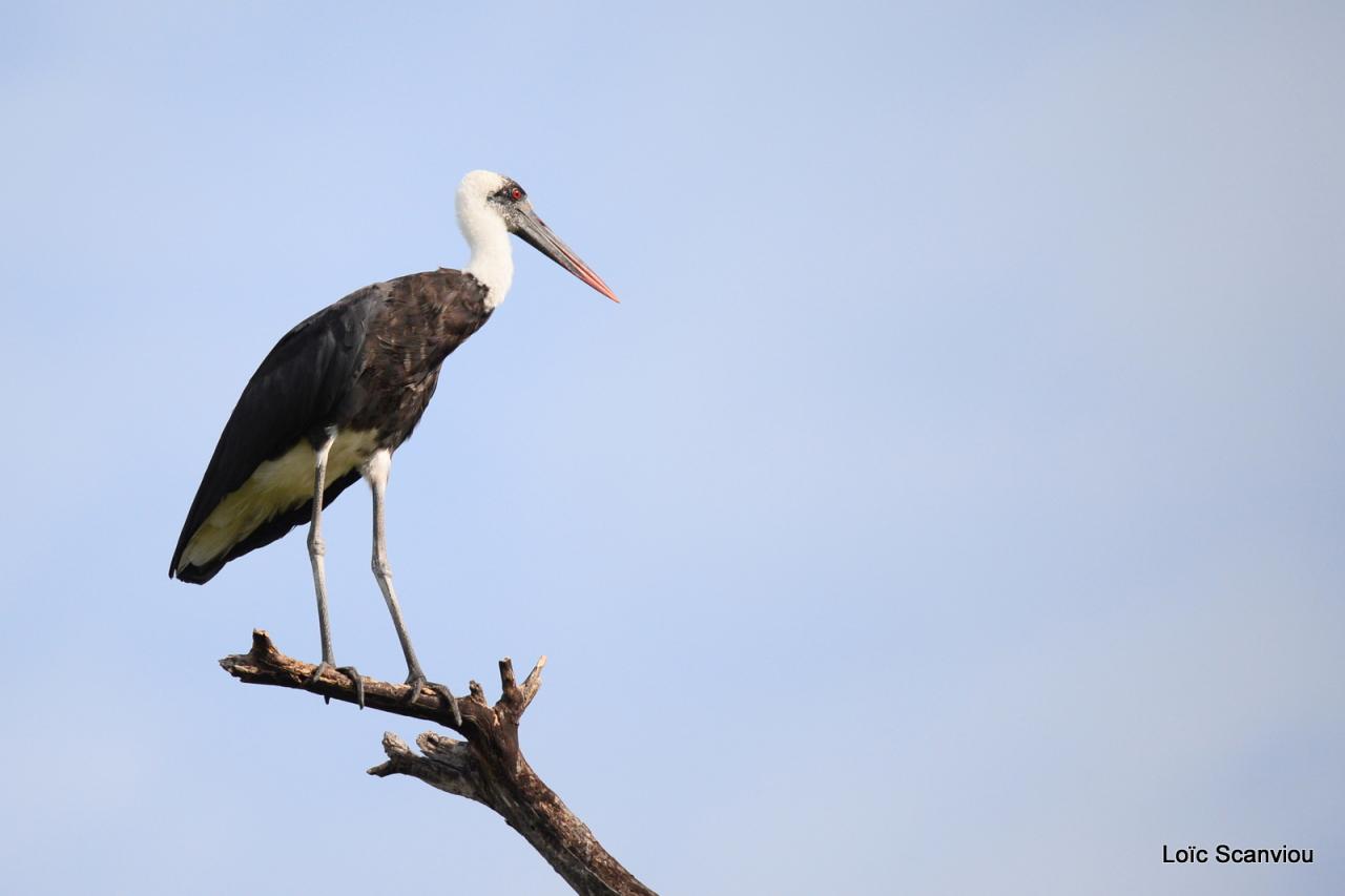 Cigogne épiscopale/Woolly-necked Stork (1)