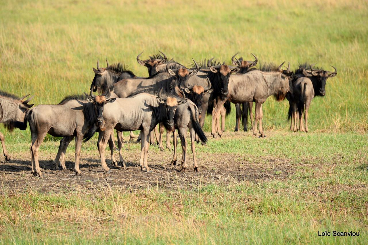 Gnou/Wildebeest (7)