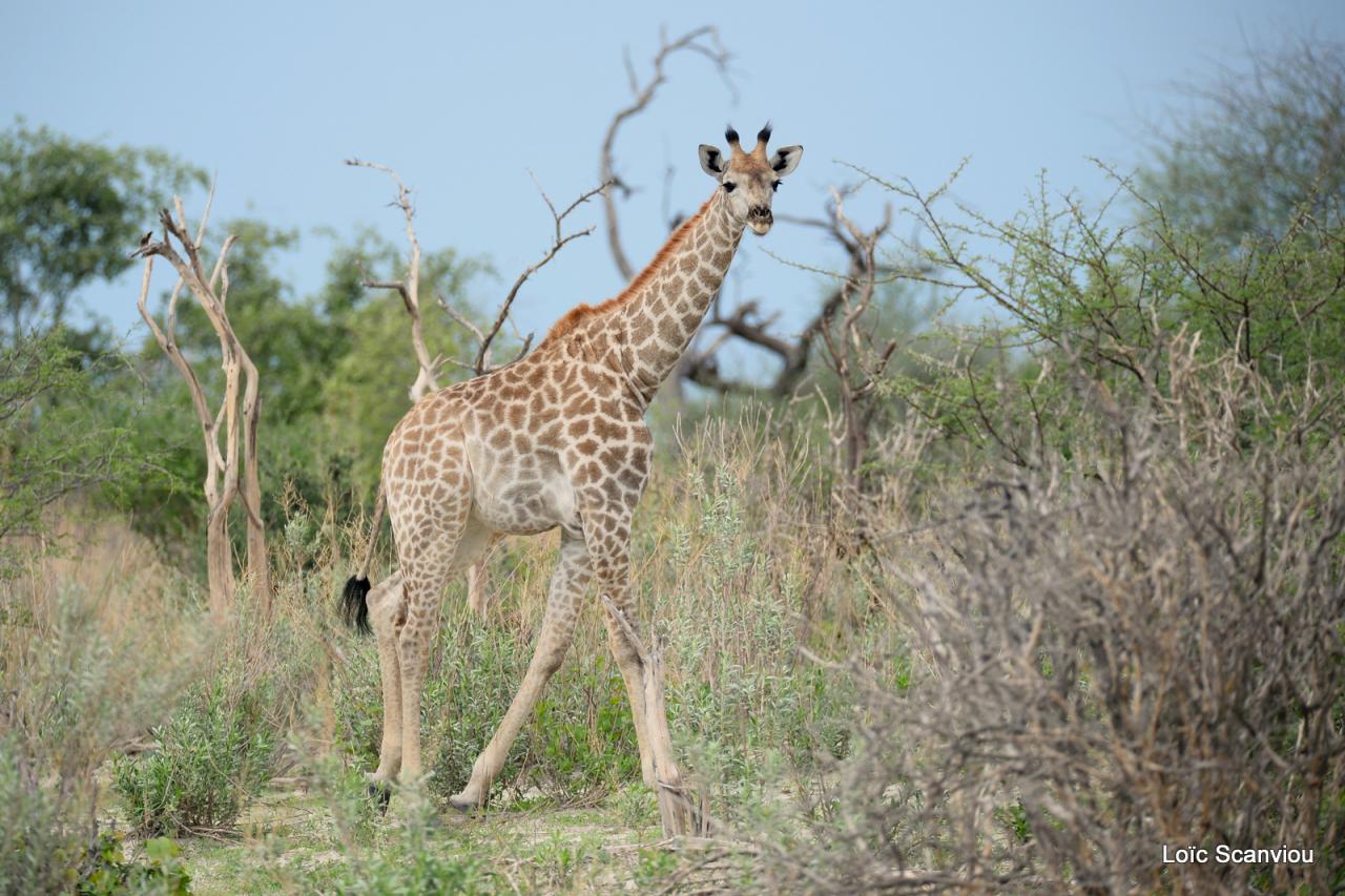 Girafe/Giraffe (2)