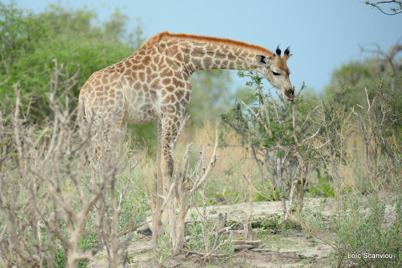 Girafe/Giraffe (3)