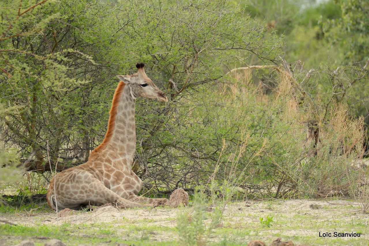 Girafe/Giraffe (6)